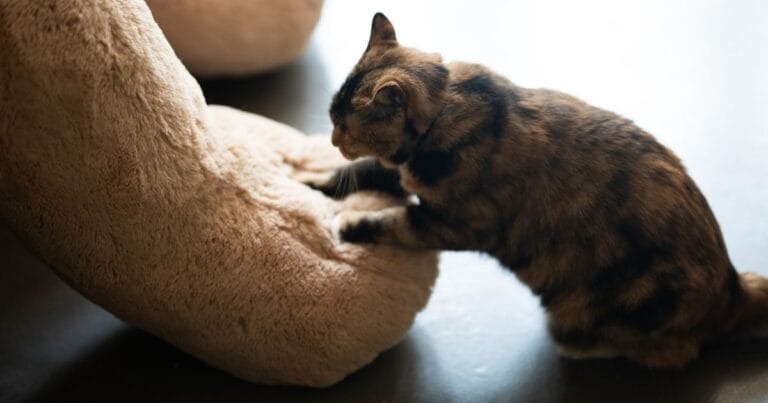 Why Do Cats Knead Adorable Behavior Explained
