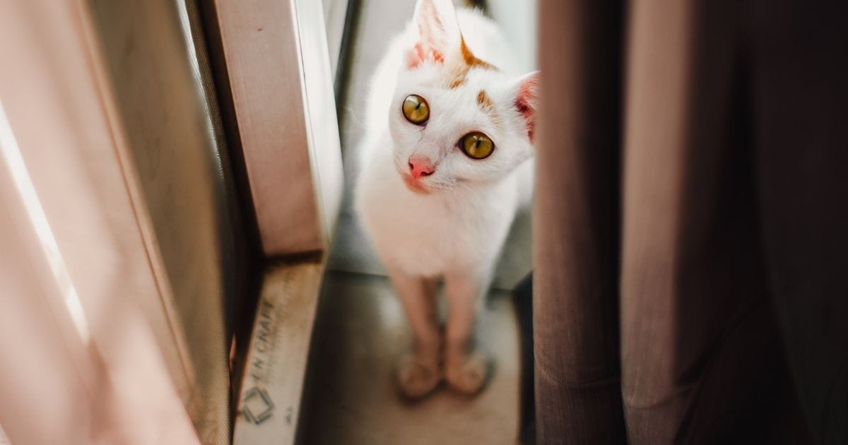 Why Does My Cat Follow Me Everywhere Surprising Reasons