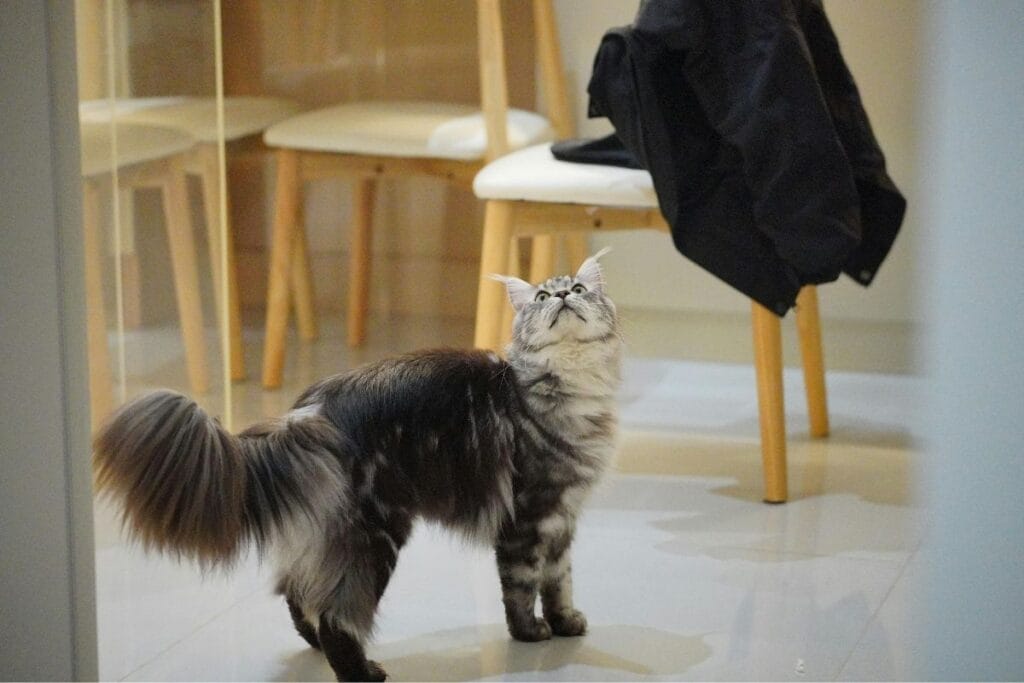 Why Does My Cat Follow Me Everywhere?