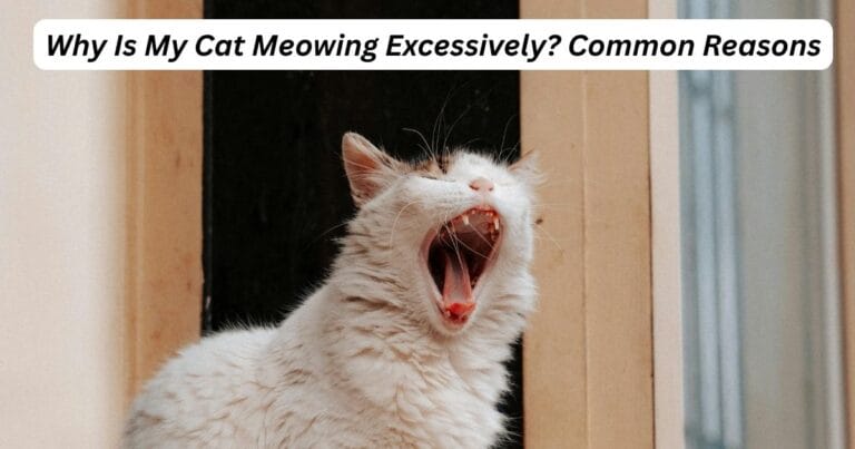 Why Is My Cat Meowing Excessively Common Reasons
