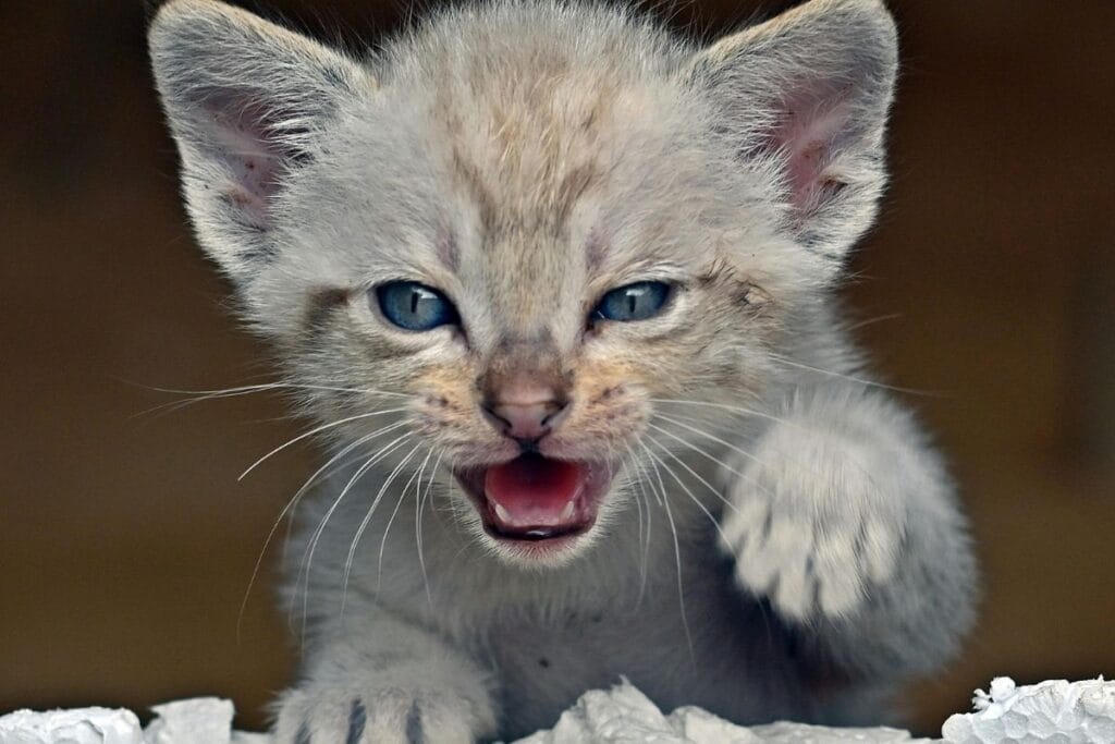 Why Is My Kitten Meowing So Much?