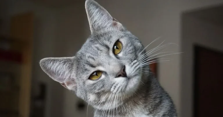 Cat Anxiety Symptoms, Causes & Treatment