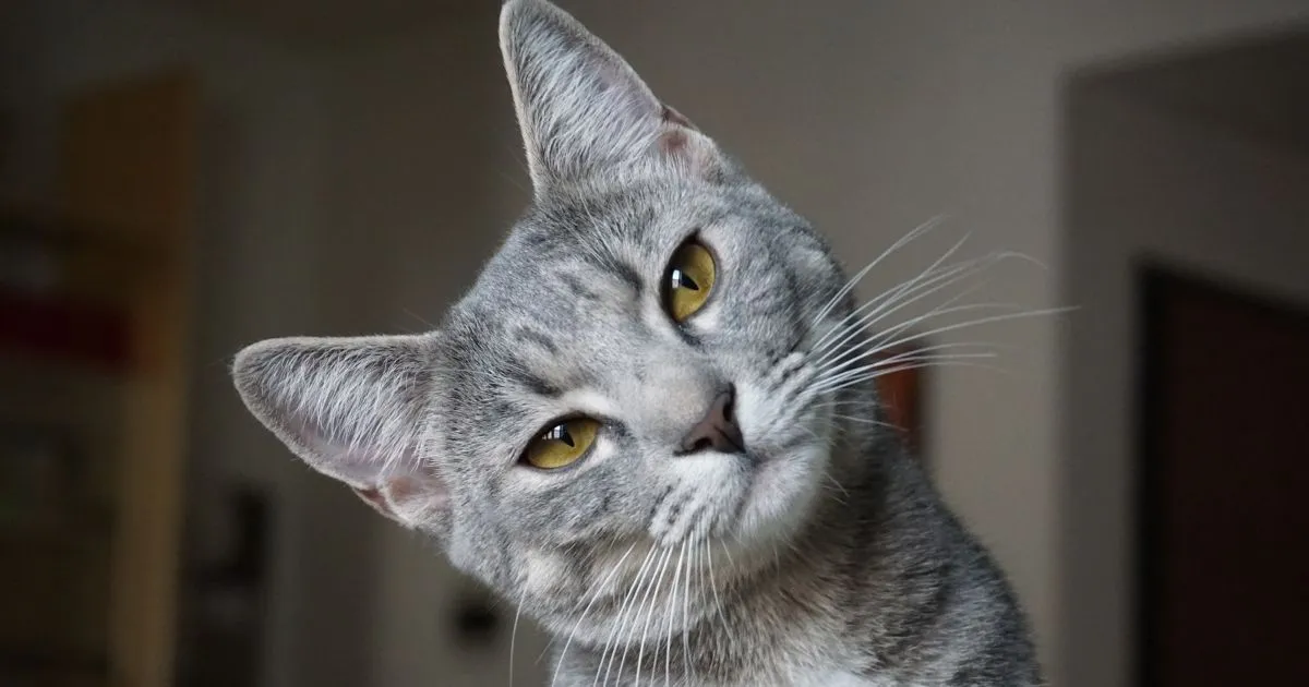 Cat Anxiety Symptoms, Causes & Treatment