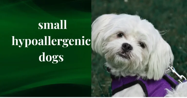 small hypoallergenic dog breeds