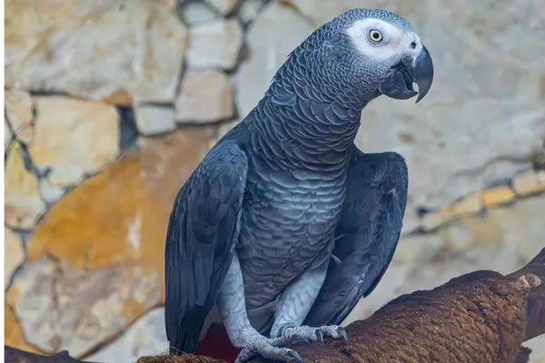 African Grey parrots