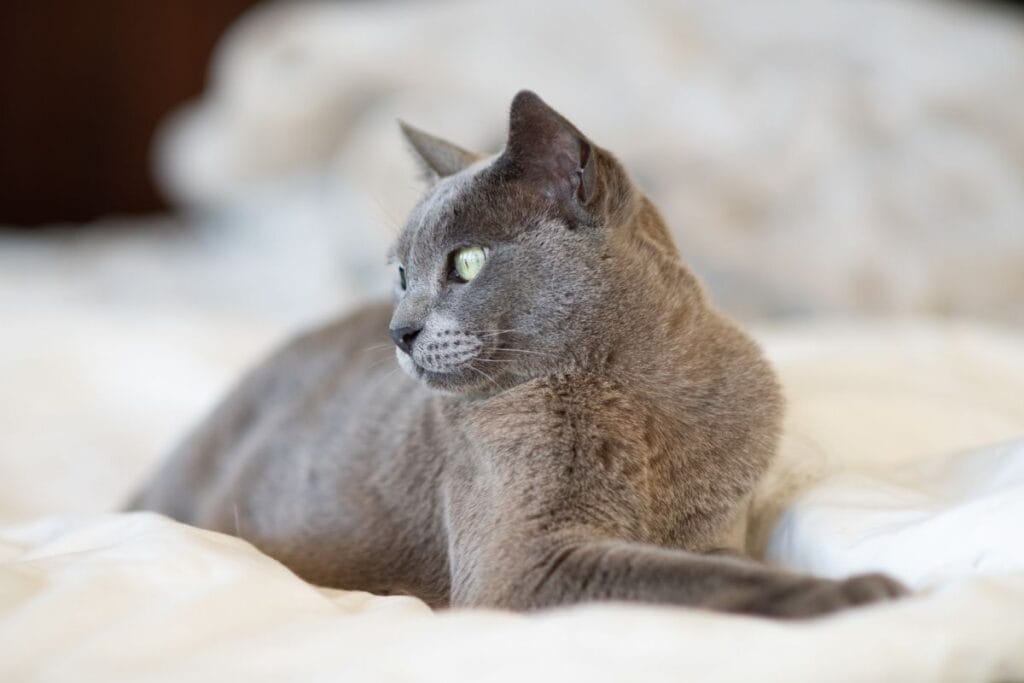 Burmese Personality and Temperament