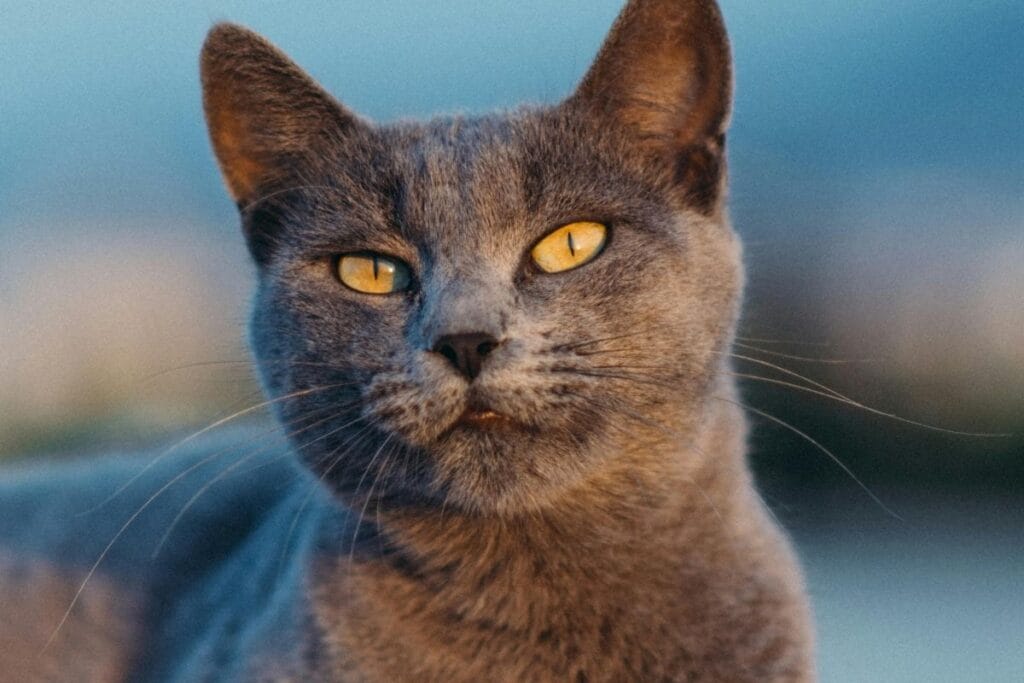 Grooming Essentials for the Burmese Cat Breed