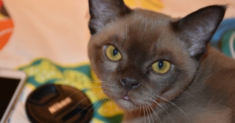 Burmese Cat Breed Health & Care