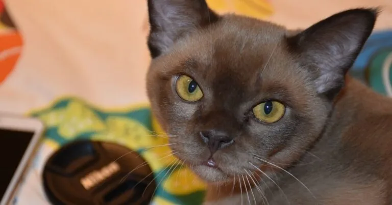 Burmese Cat Breed Health & Care