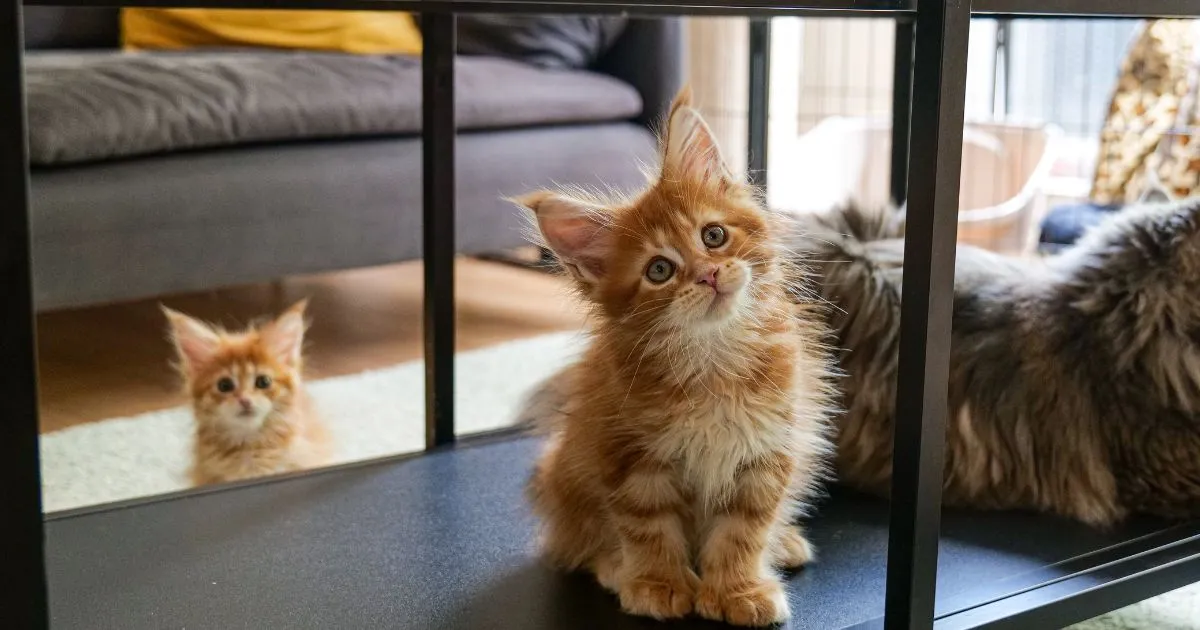 How Much Are Maine Coon Kittens 2026 Price Guide & Costs