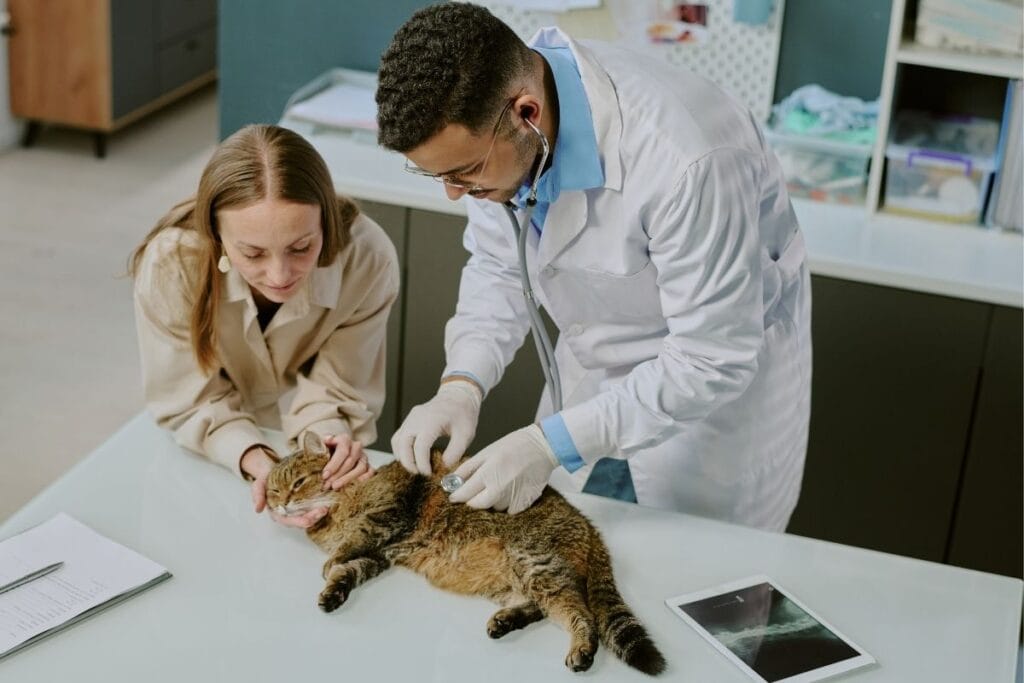 How Preventive Pet Health Care Plans Work