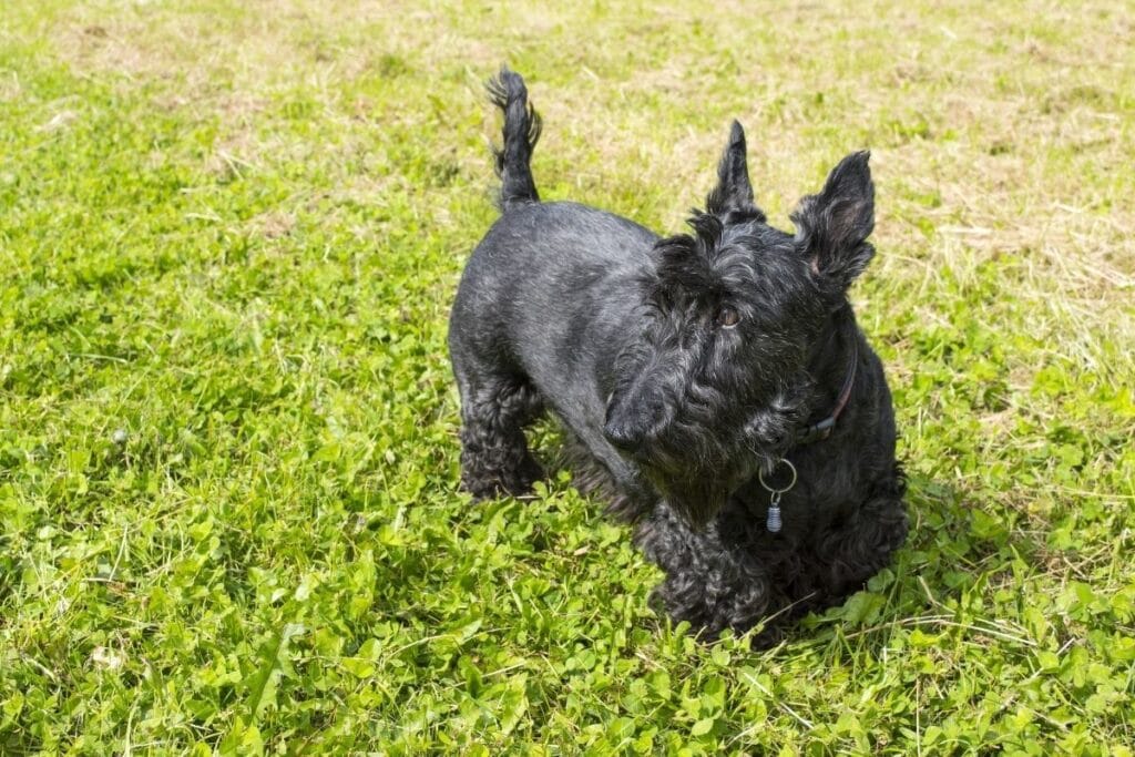 Personality and Temperament