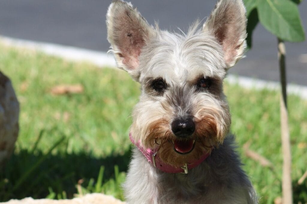 Health Considerations for Scottish Terriers
