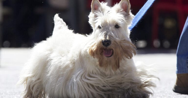 Scottish Terrier Dog Breed Health and Care