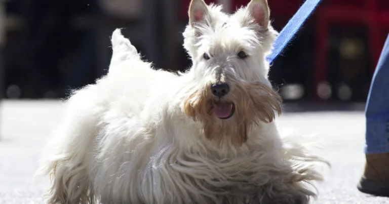 Scottish Terrier Dog Breed Health and Care