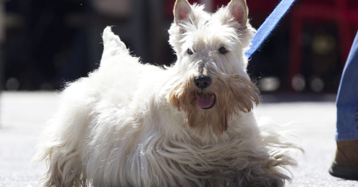 Scottish Terrier Dog Breed Health and Care
