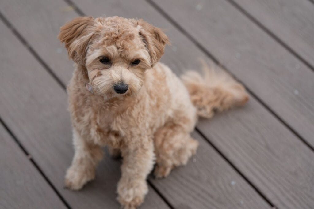 Health Issues for the Toy Poodle Dog Breed