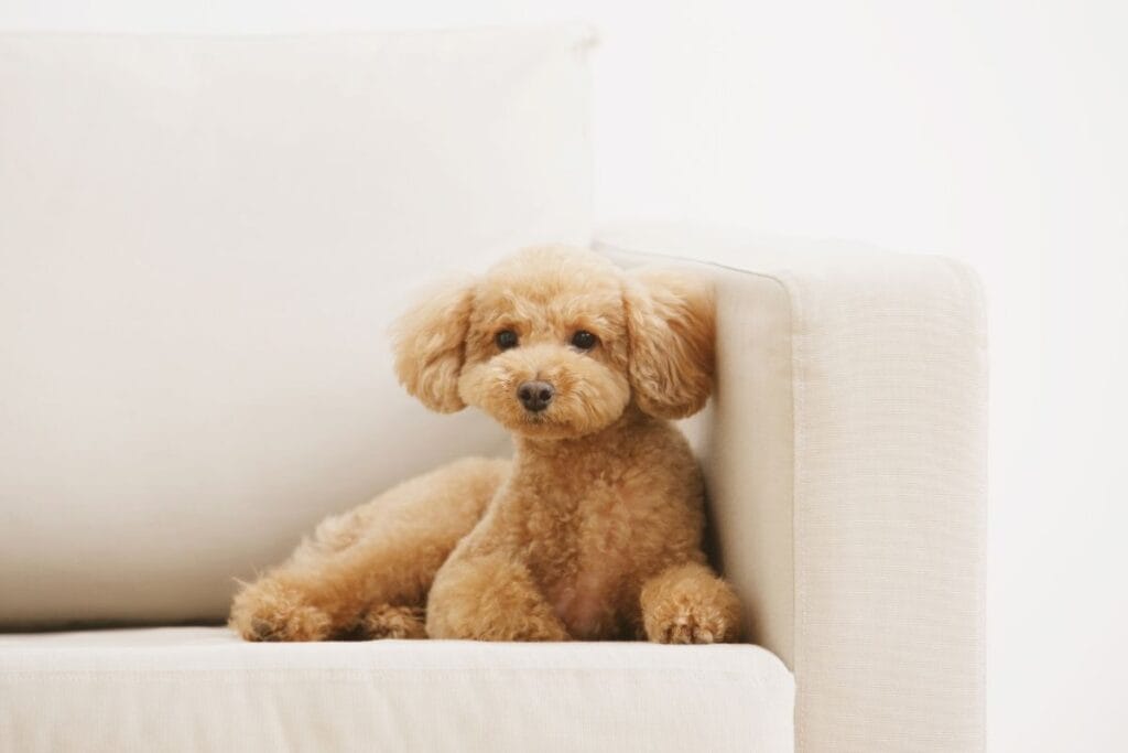 How to Properly Feed a Toy Poodle