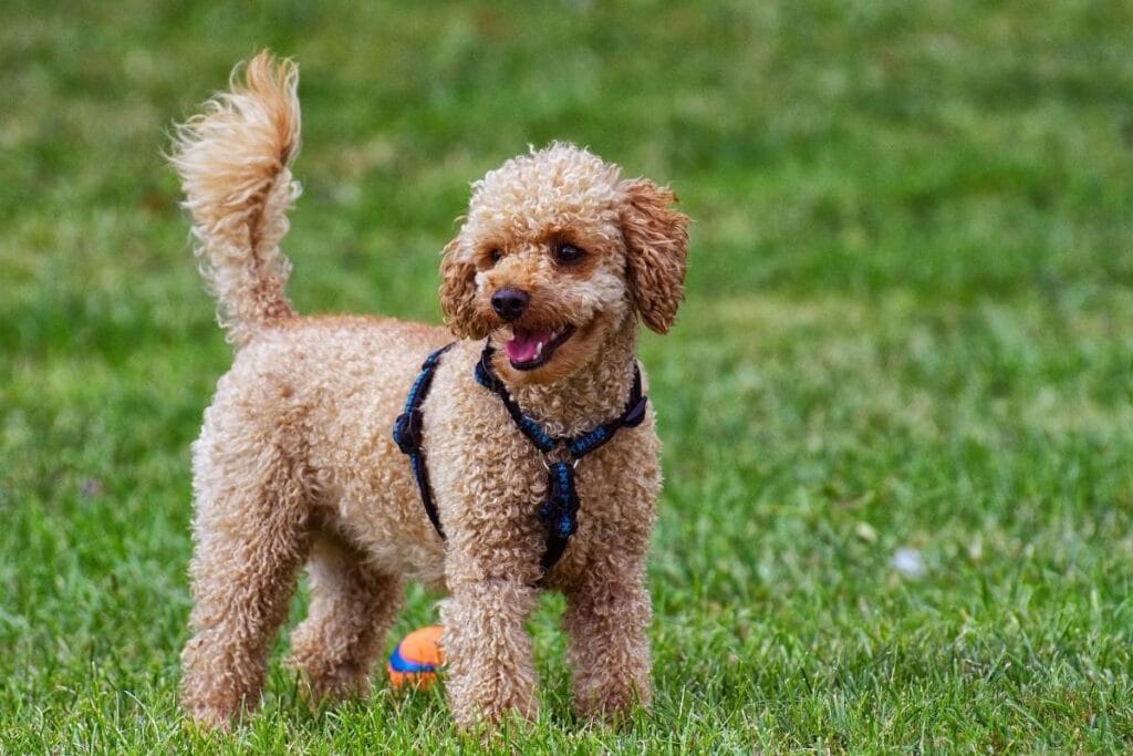 Poodle Dog Grooming