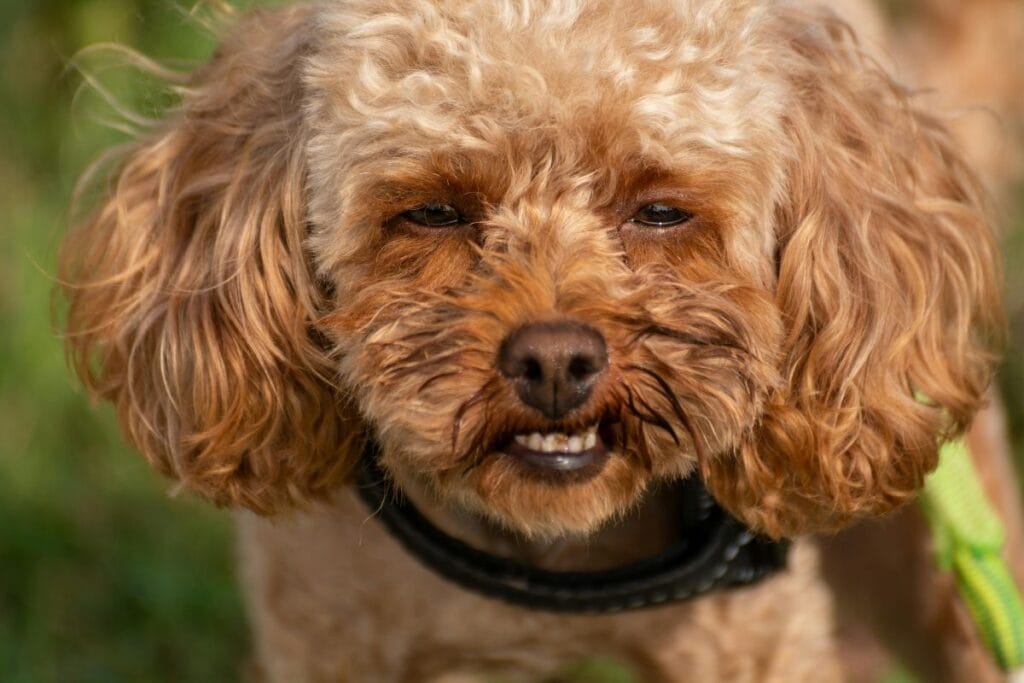 Poodle Toy Dental Disease