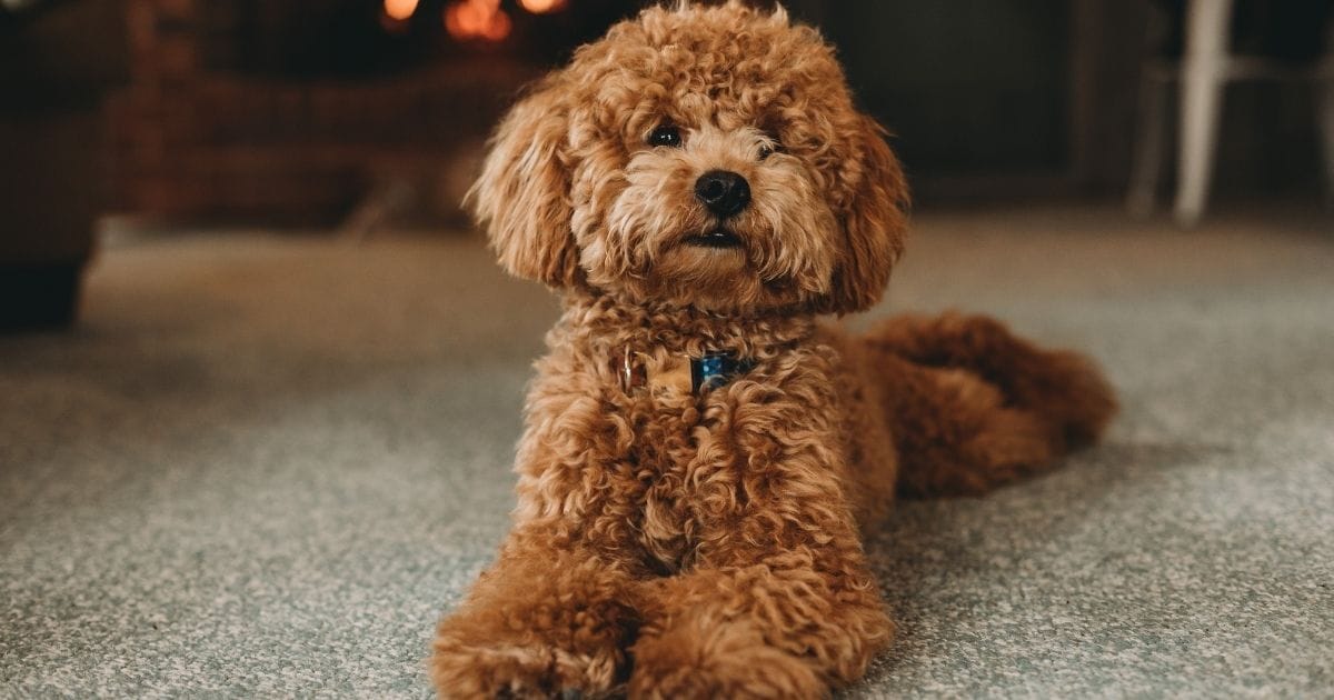 Toy Poodle Dog Breed Health and Care Guide