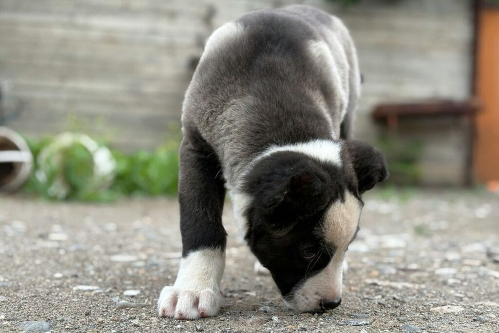 Avoiding "No" to Sniffing
