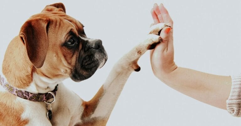 Why Do Dogs Paw on You? Heartwarming Meaning