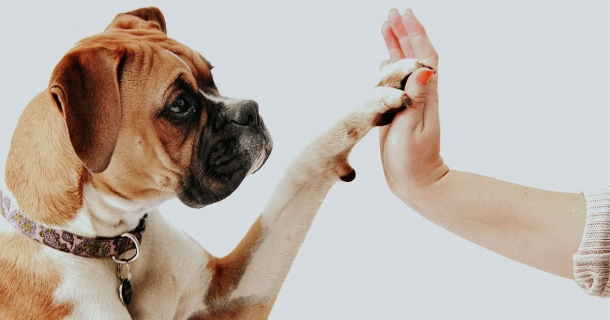 Why Do Dogs Paw on You? Heartwarming Meaning