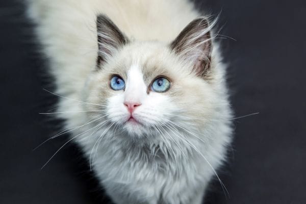 Cat Care