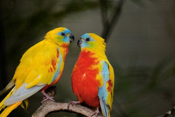 bird care