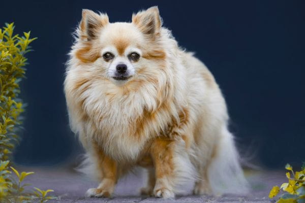 dog care