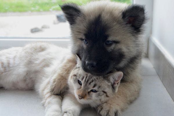 pet wellness