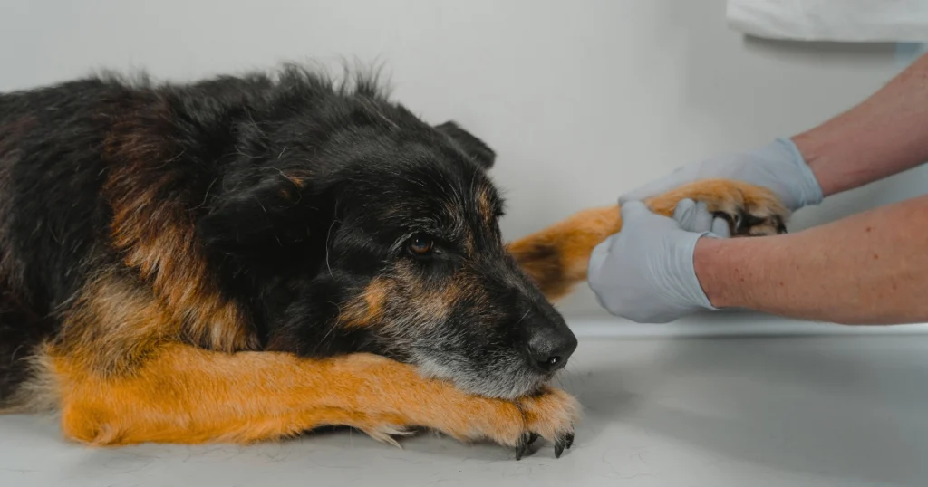 Why are routine senior dog wellness exams important?